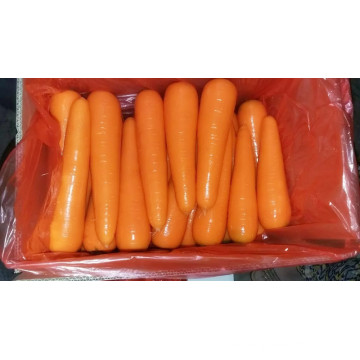 New Crop Fresh Carrots in 2016